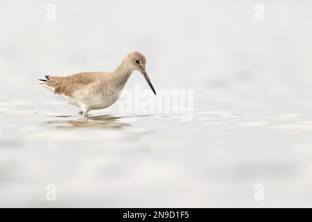 willet (Tringa semipalmata) se reposant et se fourragent dans les vasières de l'île South Padre du Texas. Banque D'Images