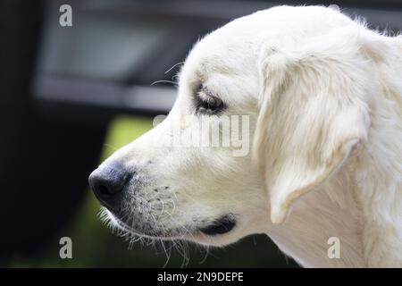 Gros plan sur White Labrador Dog Banque D'Images