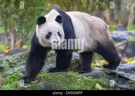 Un panda géant marchant dans l'herbe, portrait Banque D'Images