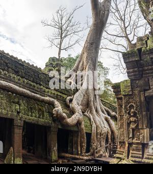 Panorama de la pierre ancienne porte et les racines des arbres, ruines du temple Ta Prohm, Angkor, Cambodge Banque D'Images