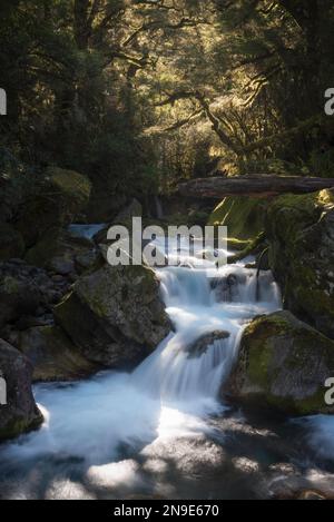 Une crique torchère le long de la piste du lac Marian dans le parc national de Fiordland avec la lumière du soleil de l'après-midi à travers la canopée de la forêt tropicale. Banque D'Images