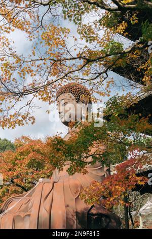 Nagoya, Japon - 2 décembre 2022 : statue de bouddha du temple de Koshoji et érable d'automne Banque D'Images