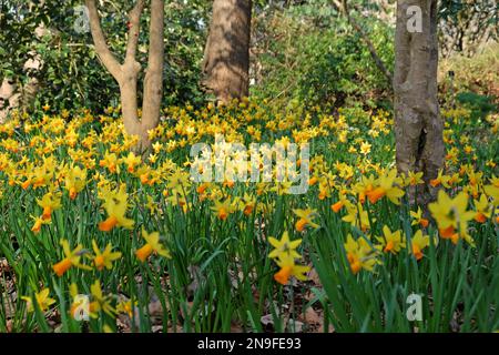 ÔJetfireÕ narcissus jonquilles en fleur. Banque D'Images