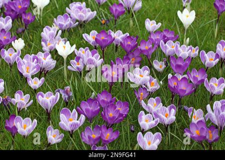 Crocus pourpre et mauve ‘pickwick’ et ‘record de fleur’ fleurissant. Banque D'Images