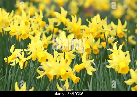 Joli jaune 'Narcissus cyclamineus' jonquille 'Rapture' en fleur. Banque D'Images