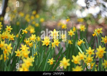 Joli Narcissus jonquil en fleur. Banque D'Images