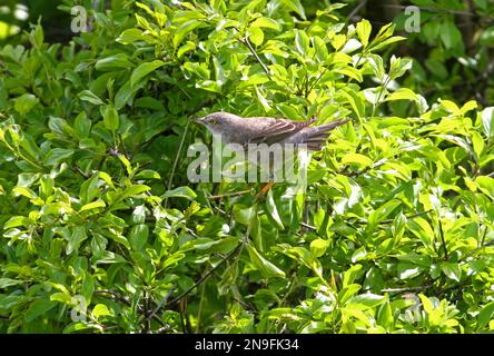 Paruline barrée (Sylvia nisoria) adulte femelle perchée dans le Bush de Pologne Mai Banque D'Images