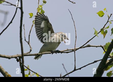 Grand Shrike gris (Lanius exubitor) appel de mineurs et battant des ailes Pologne Mai Banque D'Images