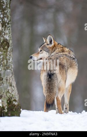 Le loup gris marche dans une forêt enneigée d'hiver. Le loup européen dans son habitat naturel. La vie sauvage. Banque D'Images