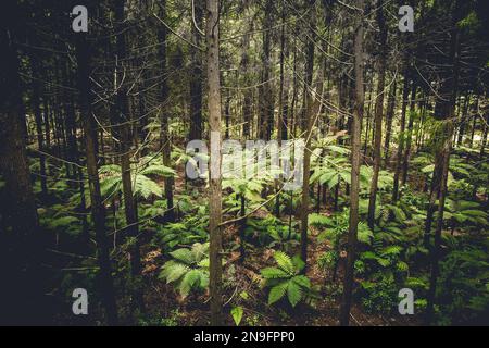 Fougères d'arbres se tenant entre la forêt de séquoias en Nouvelle-Zélande Banque D'Images