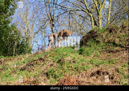 Un Cheetah du nord-est au zoo de Dartmoor, Devon, Royaume-Uni. Banque D'Images