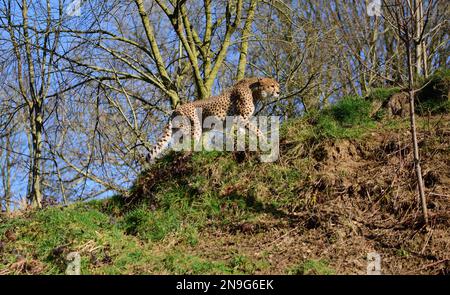 Un Cheetah du nord-est au zoo de Dartmoor, Devon, Royaume-Uni. Banque D'Images