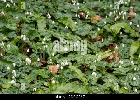 Tapis de couverture de sol d'hiver de gouttes de neige, galanthus nivalis cyclamen hederifolium et fougères de langue de hart, Asplenium scolopendrium UK février Banque D'Images