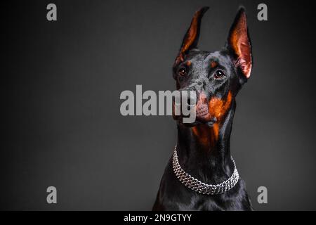 Magnifique chien de race Doberman sur fond sombre Banque D'Images