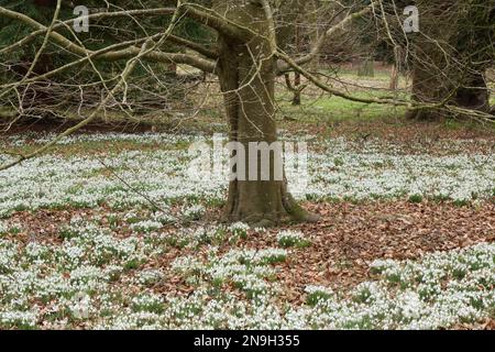 Une masse de gouttes d'eau à fleurs en hiver, galanthus nivalis grandit sous les arbres dans les bois du Royaume-Uni en février Banque D'Images