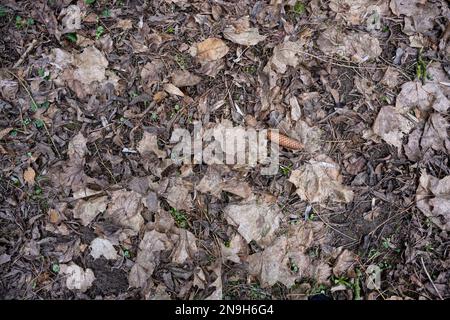 Texture d'arrière-plan d'un fond de forêt brun foncé avec des feuilles sèches, des brindilles, un cône d'épinette et de premiers semis verts, concept pour la nature et l'environnement Banque D'Images