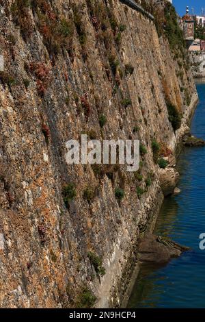 Des plantes rocheuses florissantes fleurissent sur les remparts en pente de front de mer de la Fortaleza de Peniche ou forteresse de Peniche, fondée à la mi-1500s par le roi Jean III pour protéger la côte atlantique et le port animé de Peniche dans le district de Leiria, au centre du Portugal. Des bartizans en briques ou en pierre bombées ou des tours d'observation d'angle dépassent des murs à leurs angles. Banque D'Images