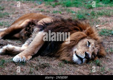 Lion mâle (panthera leo) couché sur le côté, lion plus ancien. Banque D'Images