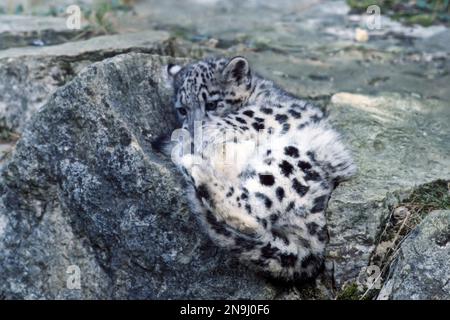 Jeune léopard des neiges (panthera uncia) dormant. Banque D'Images