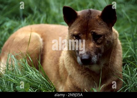 Chien chantant de la Nouvelle guinée (auparavant Canis hallstroma - mais considéré comme étroitement lié à un Dingo) couché. Banque D'Images