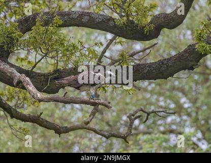 Une photo d'un Osprey (Pandion haliatus) en attente et perché dans un chêne. Prêt et concentré sur la tâche avant de prendre un poisson . Rutland Royaume-Uni Banque D'Images