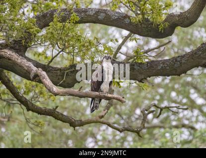 Une photo d'un Osprey (Pandion haliatus) en attente et perché dans un chêne. Prêt et concentré sur la tâche avant de prendre un poisson . Rutland Royaume-Uni Banque D'Images