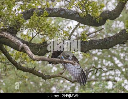 Une photo d'un Osprey (Pandion haliatus) en attente et perché dans un chêne. Étirant ses ailes prêtes à plonger pour un poisson . Rutland Royaume-Uni Banque D'Images