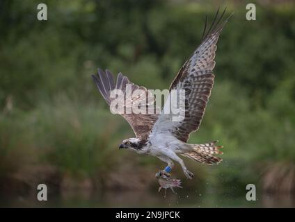 Plan d'action d'un Osprey (Pandion haliatus) volant de la maison avec une grosse truite qu'il vient de prendre. Rutland, Royaume-Uni Banque D'Images