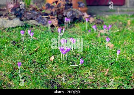 Crocus pourpre crocuses en fleur bulbes de printemps en hiver croissant planté dans l'herbe de pelouse Carmarthenshire pays de Galles Royaume-Uni Grande-Bretagne KATHY DEWITT Banque D'Images