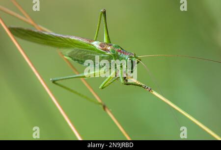 Vert sauterelle, grand vert bush-cricket, en latin Tettigonia viridissima Banque D'Images