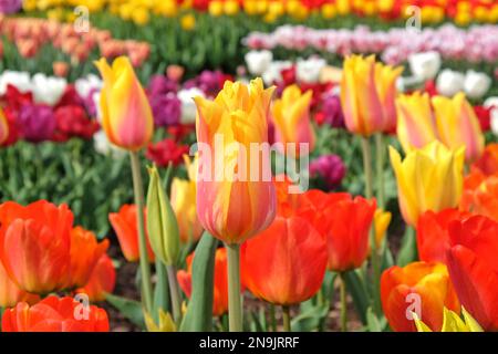 Tulipe ÔEl NinoÕ en fleur Banque D'Images