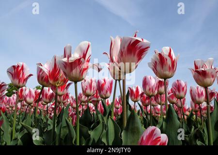 Tulipe ÔRaspberry RippleÕ en fleur Banque D'Images