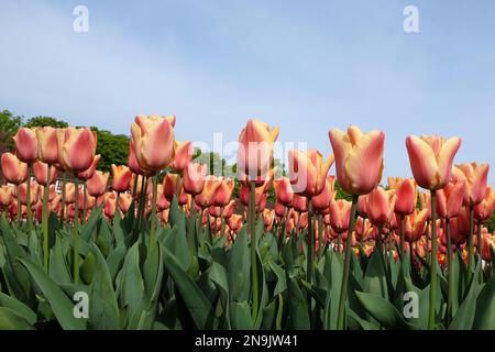 Triomphe tulipe ÔApricot BeautyÕ en fleur Banque D'Images