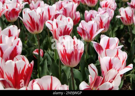 Tulipe ÔRaspberry RippleÕ en fleur Banque D'Images