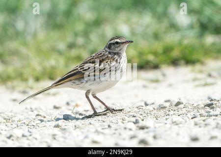 New Zealand pipit, Anthus novaeseelandiae, adulte unique marchant sur terre, Île du Sud, Nouvelle-Zélande Banque D'Images