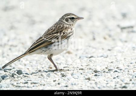 New Zealand pipit, Anthus novaeseelandiae, adulte unique marchant sur terre, Île du Sud, Nouvelle-Zélande Banque D'Images