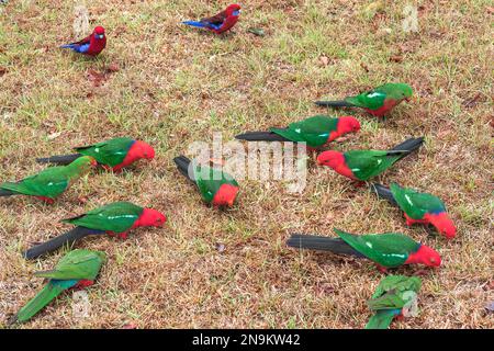 Perroquet royal, Aosterus scapularis, plusieurs oiseaux se nourrissant au sol, Bunya Mountains, Queensland, Australie Banque D'Images