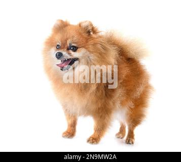 pomeranian senior devant un fond blanc Banque D'Images
