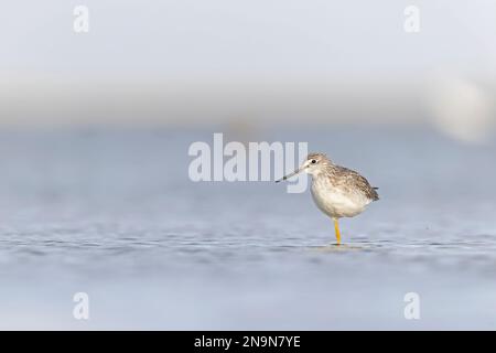 Les plus grands jaunâtres (Tringa melanoleuca) se reposent et se fourragent dans les vasières de l'île South Padre du Texas. Banque D'Images