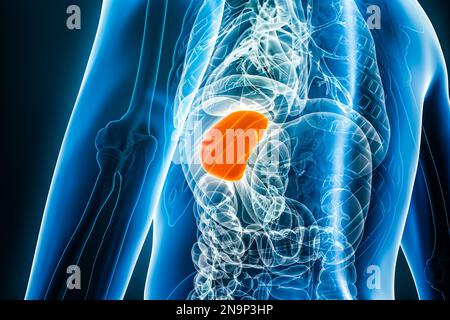 Illustration du rendu de l'organe interne de la rate de rayons X 3D avec contours de corps mâles. Anatomie humaine, médical, système lymphoïde, biologie, science, soins de santé co Banque D'Images