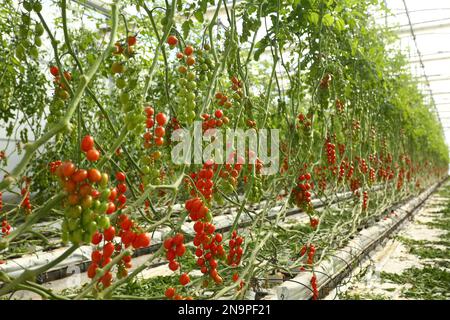 Des rangées de tomates qui poussent dans une serre par temps ensoleillé. Banque D'Images