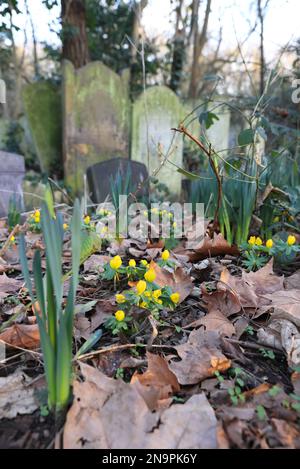 Eranthis hyemalis, aconites d'hiver, membres des bois de la famille des buttercup, Ranunculaceae, au soleil du début du printemps dans le cimetière Tower Hamlets à eas Banque D'Images