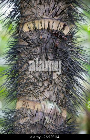 Gros plan sur le tronc d'un palmier Pejibaye ou pêche (Bactris gasipaes) dans la réserve de Caletas, Parc National du Corcovado, Costa Rica, Costa Rica Banque D'Images