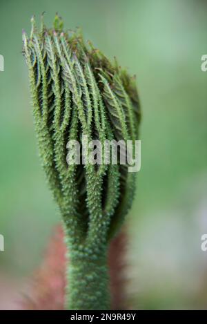 Gros plan de la feuille d'une plante de parapluie d'un pauvre homme (Gunnera insignis) ; Costa Rica Banque D'Images