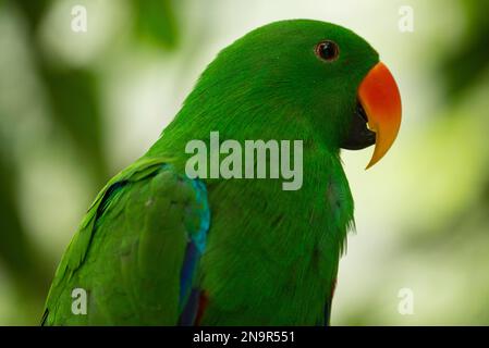 Portrait en gros plan d'un perroquet mâle Eclectus (Eclectus roratus) dans un nid d'arbre ; Port Douglas, Queensland, Australie Banque D'Images