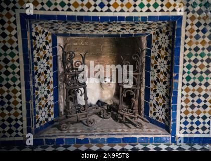 Chat se reposant dans une cheminée carrelée dans Bahia Palace ; Marrakech, Maroc Banque D'Images