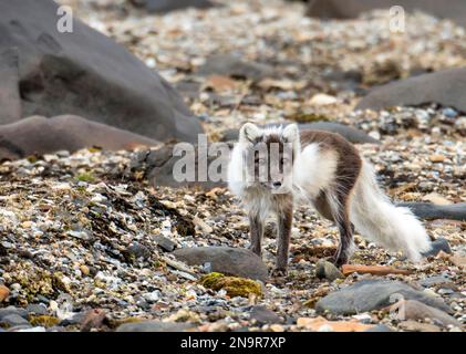 Renard arctique (Vulpes lagopus) dans son manteau d'été à Auigstabutka le long de la côte ouest de la Norvège ; Nordaustlandet, Svalbard, Norvège Banque D'Images