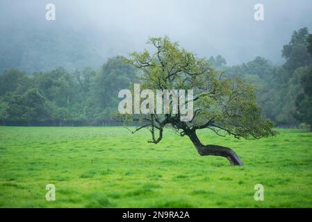 Arbre solitaire penché dans un champ d'herbe ; Île du Sud, Nouvelle-Zélande Banque D'Images