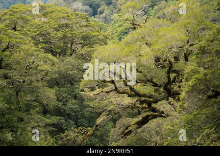 Hêtre sur les rives de la rivière Tutoko près de Milford Sound sur l'île du Sud de la Nouvelle-Zélande ; île du Sud, Nouvelle-Zélande Banque D'Images