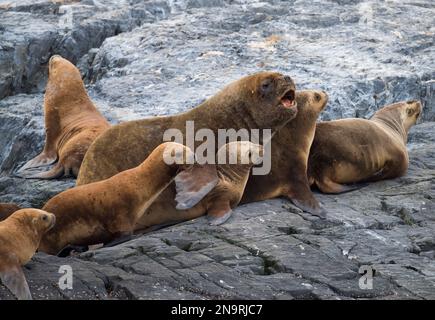 Famille d'otaries d'Amérique du Sud (Otaria flavescens) reposent sur des rochers dans le canal Beagle à l'extérieur d'Ushuaia, Argentine ; Argentine Banque D'Images